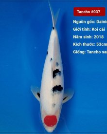 Koi Tancho 53 cm 2 năm tuổi#037