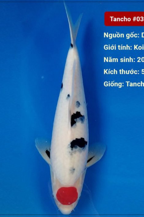 Koi Tancho 53 cm 2 năm tuổi#037