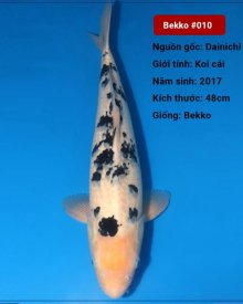 Koi Bekko 79 cm 3 năm tuổi#Bekko_010