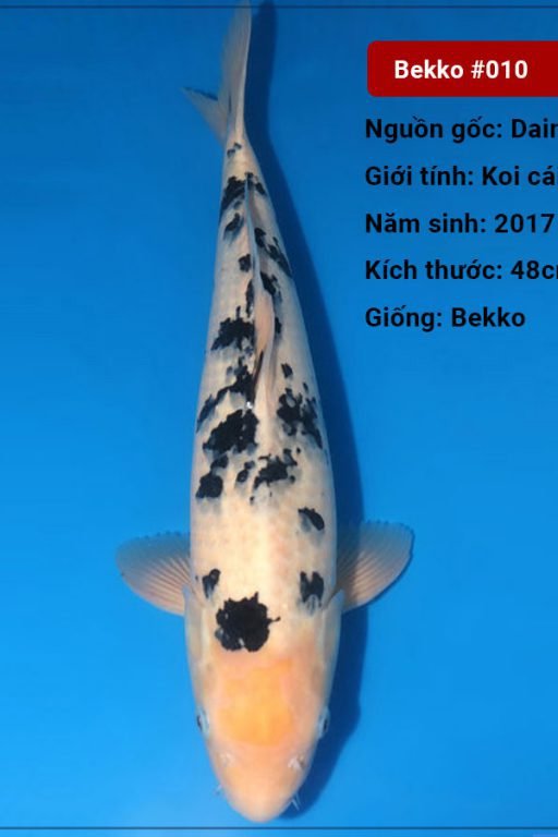 Koi Bekko 79 cm 3 năm tuổi#Bekko_010