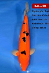 Koi Bekko 65cm 2 năm tuổi#Bekko_008