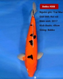 Koi Bekko 65cm 2 năm tuổi#Bekko_008