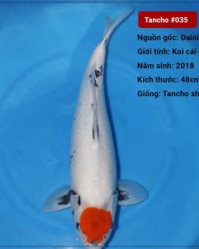 Koi Tancho 48 cm 2 năm tuổi#035