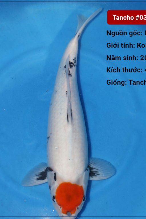 Koi Tancho 48 cm 2 năm tuổi#035