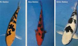 Cá Koi Nhật Bekko  Copy