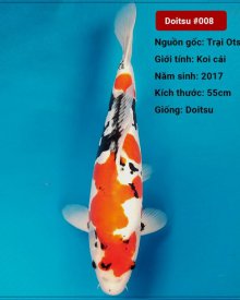 Koi Doitsu 83 cm 3 năm tuổi#Doitsu_008