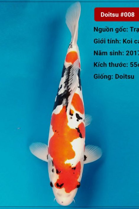 Koi Doitsu 83 cm 3 năm tuổi#Doitsu_008