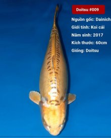 Koi Doitsu dài 86 cm 3 tuổi#Doitsu_009