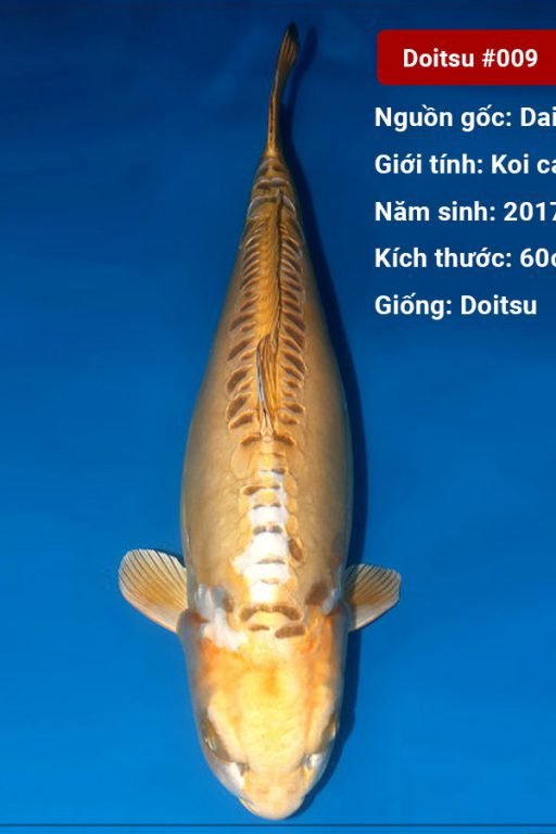 Koi Doitsu dài 86 cm 3 tuổi#Doitsu_009