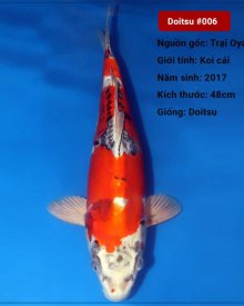 Koi Doitsu 82 cm 3 năm tuổi#Doitsu_006