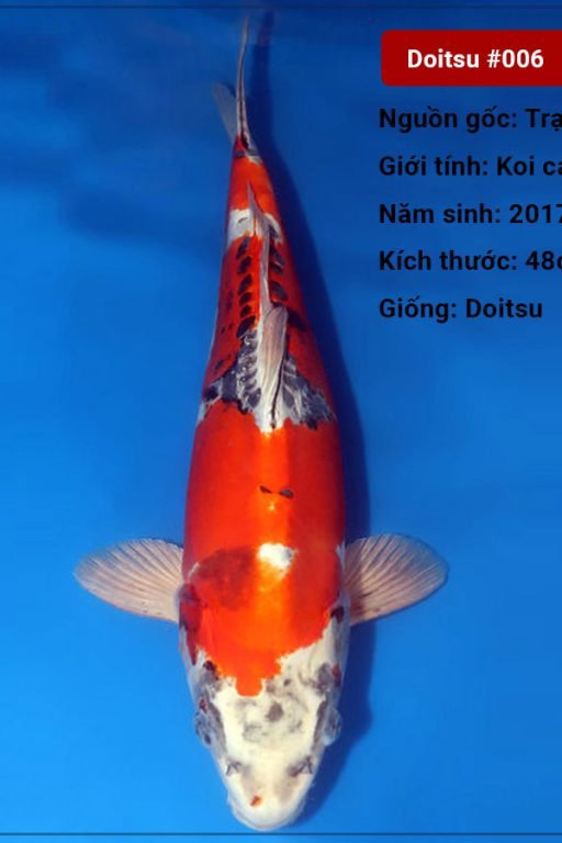 Koi Doitsu 82 cm 3 năm tuổi#Doitsu_006