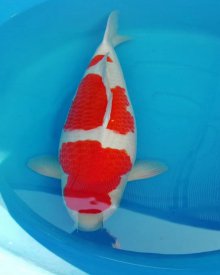 Koi Kohaku 60 cm hơn 2 tuổi#Kohaku_059