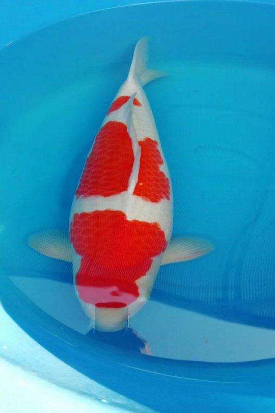 Koi Kohaku 60 cm hơn 2 tuổi#Kohaku_059