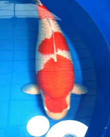 Koi Kohaku 77 cm 3 tuổi#Kohaku_058