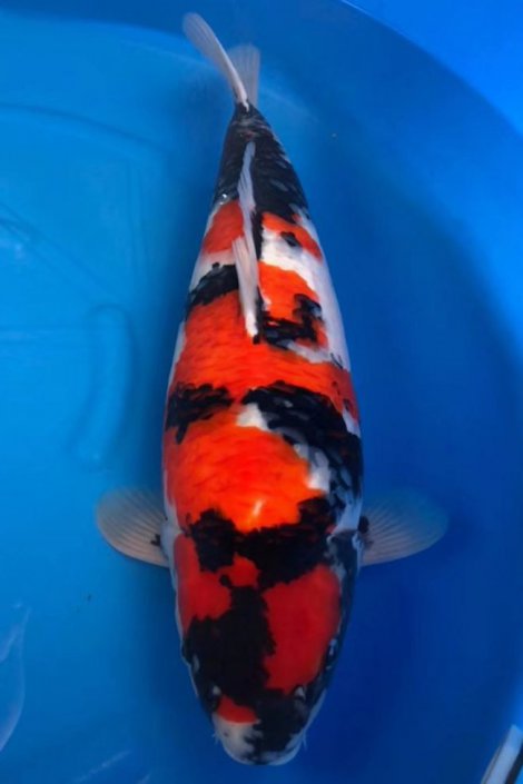 Koi Showa 100 cm 6 tuổi#Showa_048