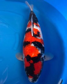 Koi Showa 3 tuổi 78 cm#Showa_050