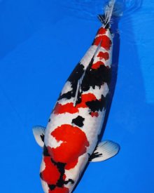 Koi showa 97 cm 5 tuổi#Showa_049