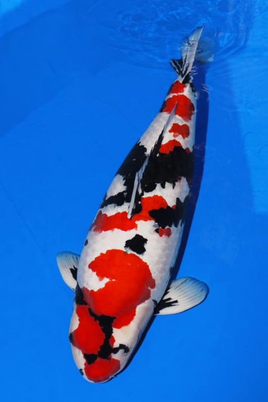 Koi showa 97 cm 5 tuổi#Showa_049