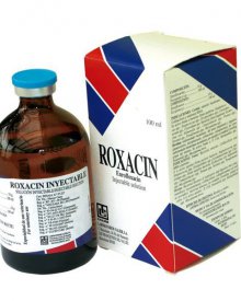 Roxacin – Kháng sinh Enrofloxacin