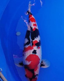 Koi test