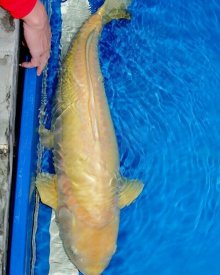 Koi Yamabuki Ogon 67 cm 3 năm tuổi#Ogon_061