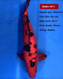 Koi Bekko 80 cm 3 năm tuổi – nữ#Bekko_011