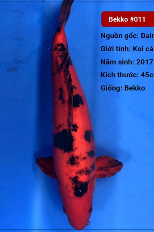 Koi Bekko 80 cm 3 năm tuổi – nữ#Bekko_011